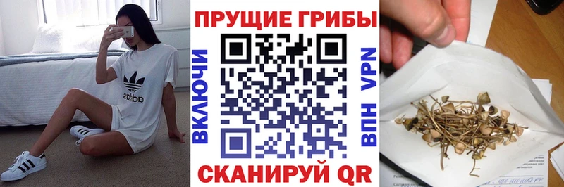 Галлюциногенные грибы Psilocybe  Новокубанск 